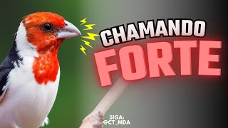 CHAMADO DA FÊMEA DE GALO-DE-CAMPINA – BATENDO FOGO!