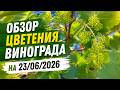 Обзор цветения винограда на 2306206
