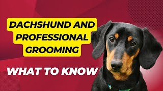 Dachshund and Professional Grooming: What to Know
