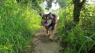 Oslo  Chien finnois de Laponie [Lapinkoira / Finnish Lapphund]  12 months