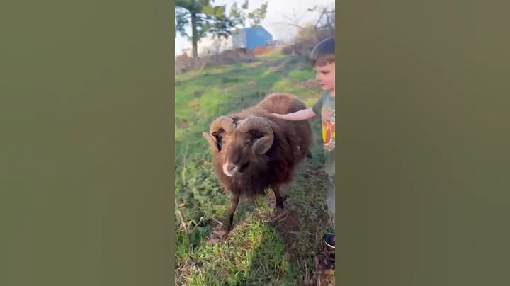 ANGRY RAM ISNT YOUR BUDDY #rammed #notsafe #lessons #omg #bad #knockeddown