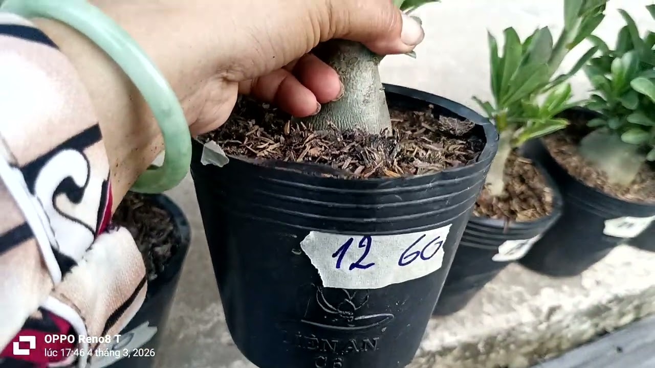 Tối 4/3/2026/lô sứ hạt lai 21 cây LH 0702991475