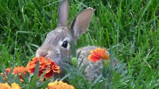 Bunnies eat flower in my backyard