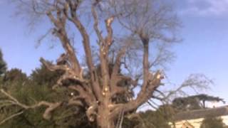 Tree Surgeons – Tree Monkey Tree Services
