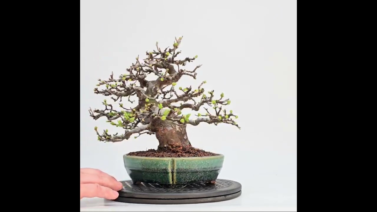 Bonsai Pseudocydonia sinensis Shohin