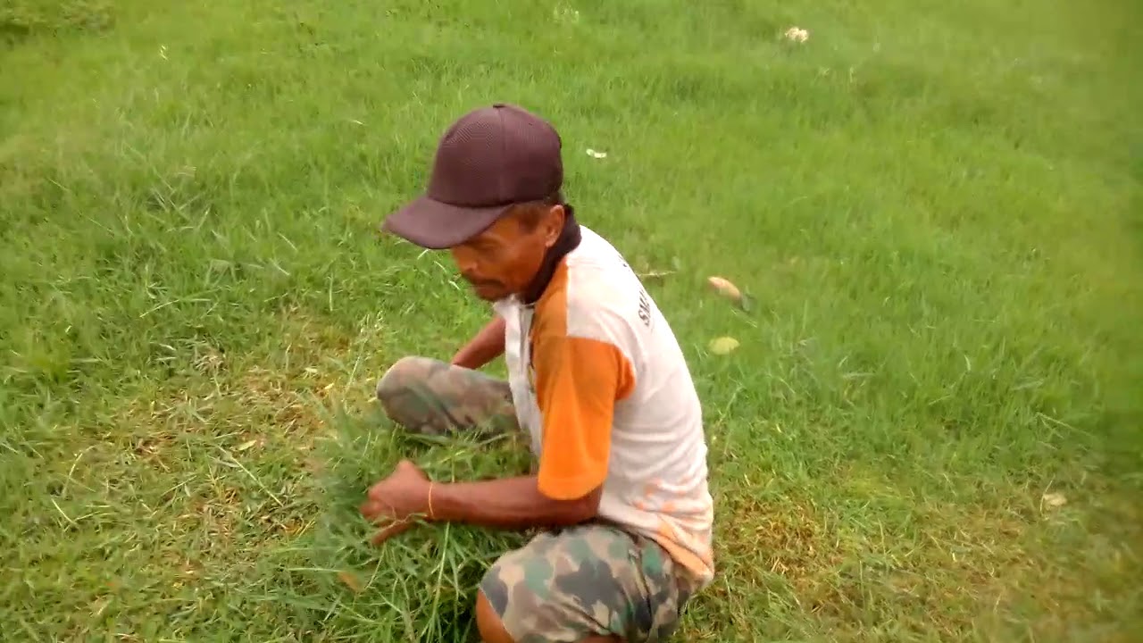 MENCARI RUMPUT LAPANGAN UNTUK PAKAN TERNAK MARMUT 