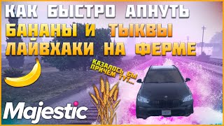 КАК БЫСТРО АПНУТЬ БАНАНЫ? НЕБОЛЬШОЙ ЛАЙВХАК ДЛЯ БЫСТРОГО ФАРМА НАВЫКОВ◗ Majestic Rp