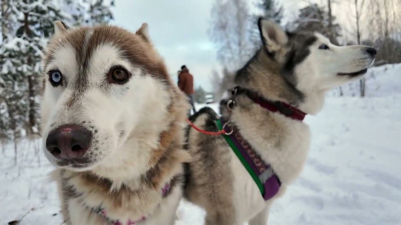 4K Husky dog sledding tour in  Latvia / RigaTours lv
