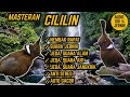 Suara Masteran Cililin Nembak Rapat Jeda Terapi Air Alam Anti Stres Mp3 - Mp4 Download