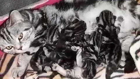 Video 2226051: british shorthair silver tabby