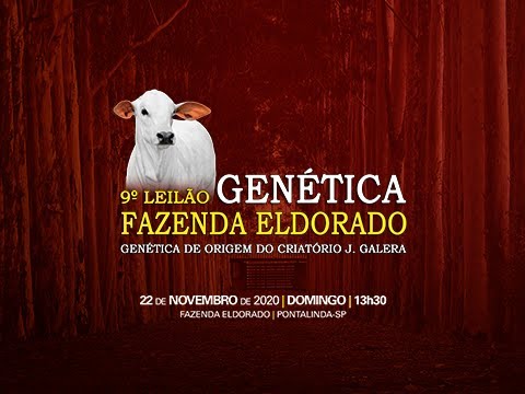 Lote 41   CGAL 2070   VJA 254   CAST 1375 Copy