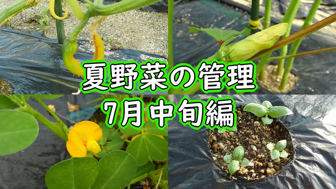 きゅうりや落花生の栽培 きゅうりの摘心 落花生の土寄せなど 有機栽培でおいしい野菜作り