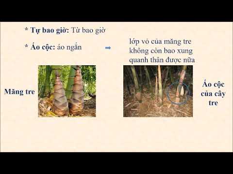 Tập đọc Lớp 4 – Bài: Tre Việt Nam