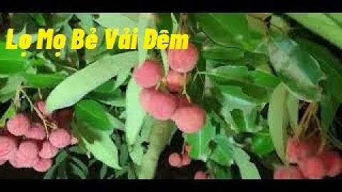 Lọ Mọ Bẻ Vải Đêm Vải Thiều Lục Ngạn I Núi Đồi Lục Ngạn