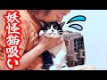 【保護猫】猫吸いに酔いしれるパパと必死に耐える猫