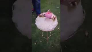 سد المال  وحاجه تسد النفس من الارتباط    سمعها