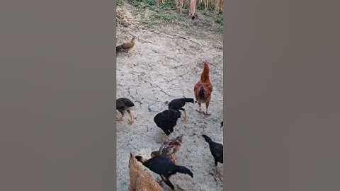 gà ta ăn uống.qaib hmoob noj pob kws