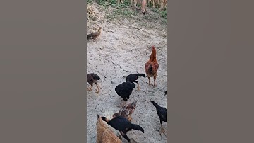 gà ta ăn uống.qaib hmoob noj pob kws