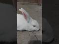 The rabbit is resting, the white rabbit. #rabbit #nature #bunny #ihavethisthingwithplants