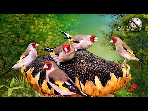 Стая певчих птиц Седоголовый щегол Таджикистан
