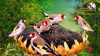 Стая певчих птиц Седоголовый щегол Таджикистан