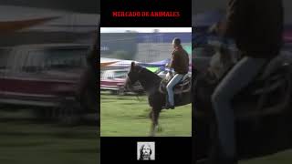 Caballo Mercado de Animales