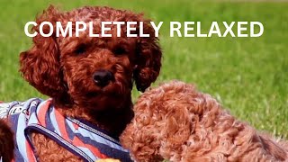 Best Sounds for puppy, soothing dog sounds for anxiety, completely relax, peaceful, calm your dog by TimeToRelax 6 views 1 year ago 10 hours, 25 minutes