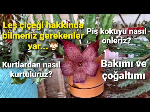 Video: Petunias Grandiflora: tohumlardan büyüyen (fotoğraf)