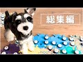 人と会話できる犬🐼 【しゃべる犬/総集編】