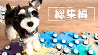 人と会話できる犬 【しゃべる犬/総集編】