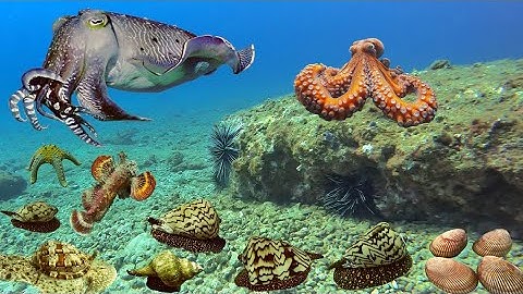 Ngày Lặn Biển Thật May Mắn Gặp Ổ Ốc Sắc, Con Mực Nang Siêu To, Ở Độ Sâu 16 Mét Nước | Cảnh 86