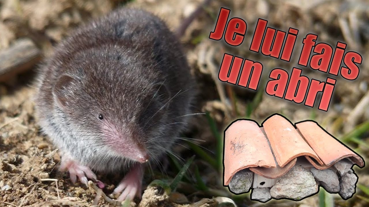 Musaraigne Dans La Maison Que Faire | Ventana Blog