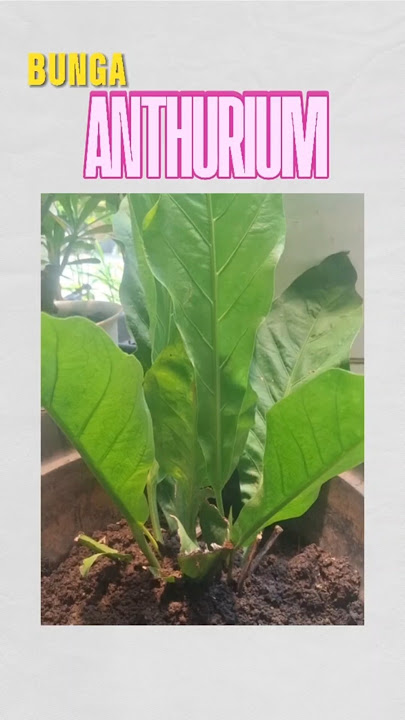 Aneka bunga! 💐 ✅️Berikut beberapa jenis bunga yang populer: Agricultural Tourism #agrikultur