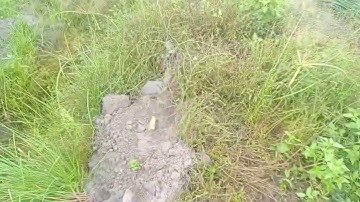 Anh chị em lưu ý khi trồng chuối sứ lùn tách từ cây mẹ Zalo 0981354056