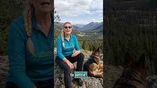 Building the Balanced German Shepherd: Puppy Exercise, Mental Stimulation & Healthy Development