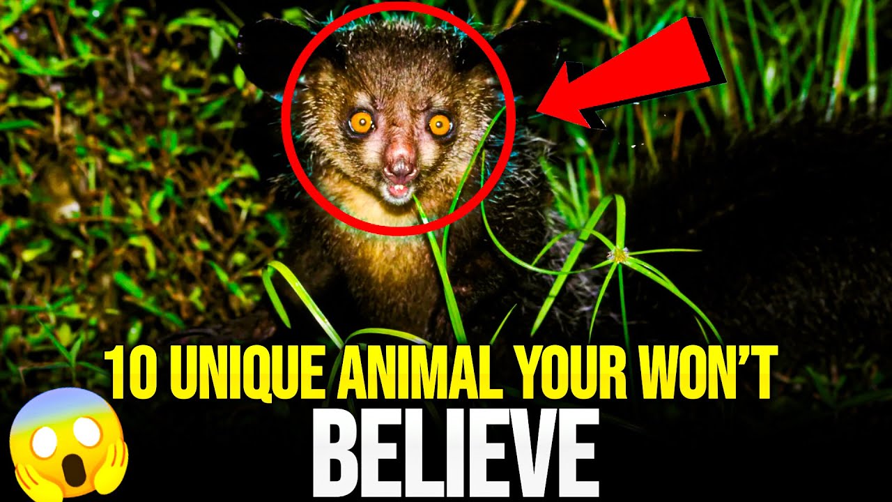 Top 10 Unique Animals You Won’t Believe Exist YouTube
