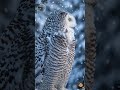 Snowy Owl at Dusk — Pure Winter Calm
