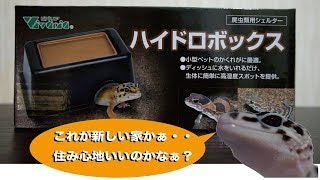 ヒョウモントカゲモドキ 飼育#35【ハイドロボックス】