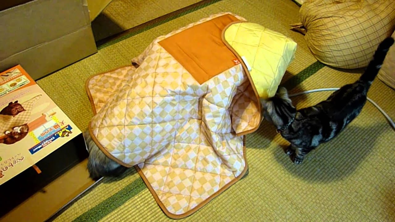 初めての猫用こたつ♪ パート1 First cat's Kotatsu♪ Part 1 - YouTube