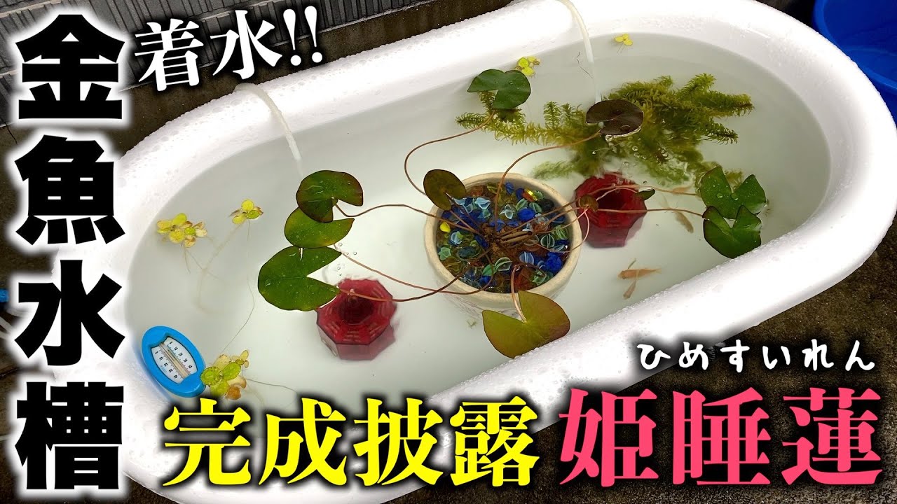 完成披露!! 姫睡蓮がベビーバス金魚水槽に華麗なる入城 - YouTube
