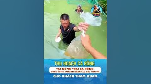 Thu hoạch cá rồng cho khách tham quan tại Nông trại cá Rồng Hồng Anh