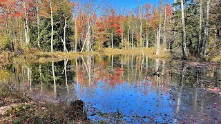 New hiking trail in Chautauqua County leads to rare floating fen preserve