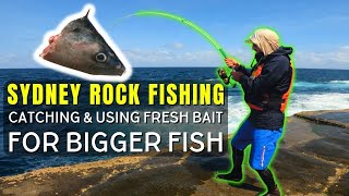 Sydney Rock Fishing - Catching & Using Fresh Bait