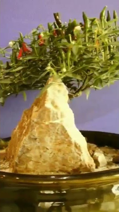 bonsai cabe unik