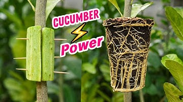 🌿I Propagated a Lemon Tree in 1 Month Using Cucumber Power⚡