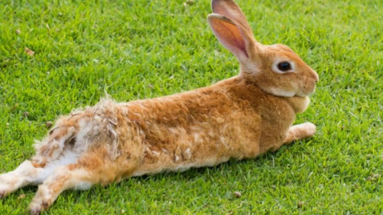 Rabbits foot. Rabbit. Ландшафтный дизайн кролики.