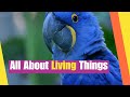 All About Living Things For Kids