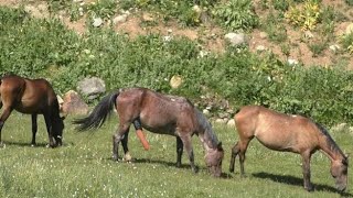 Part #2 Semental Corindón caballos. Encuentro de primavera с лошадьми yeguas Cavalos