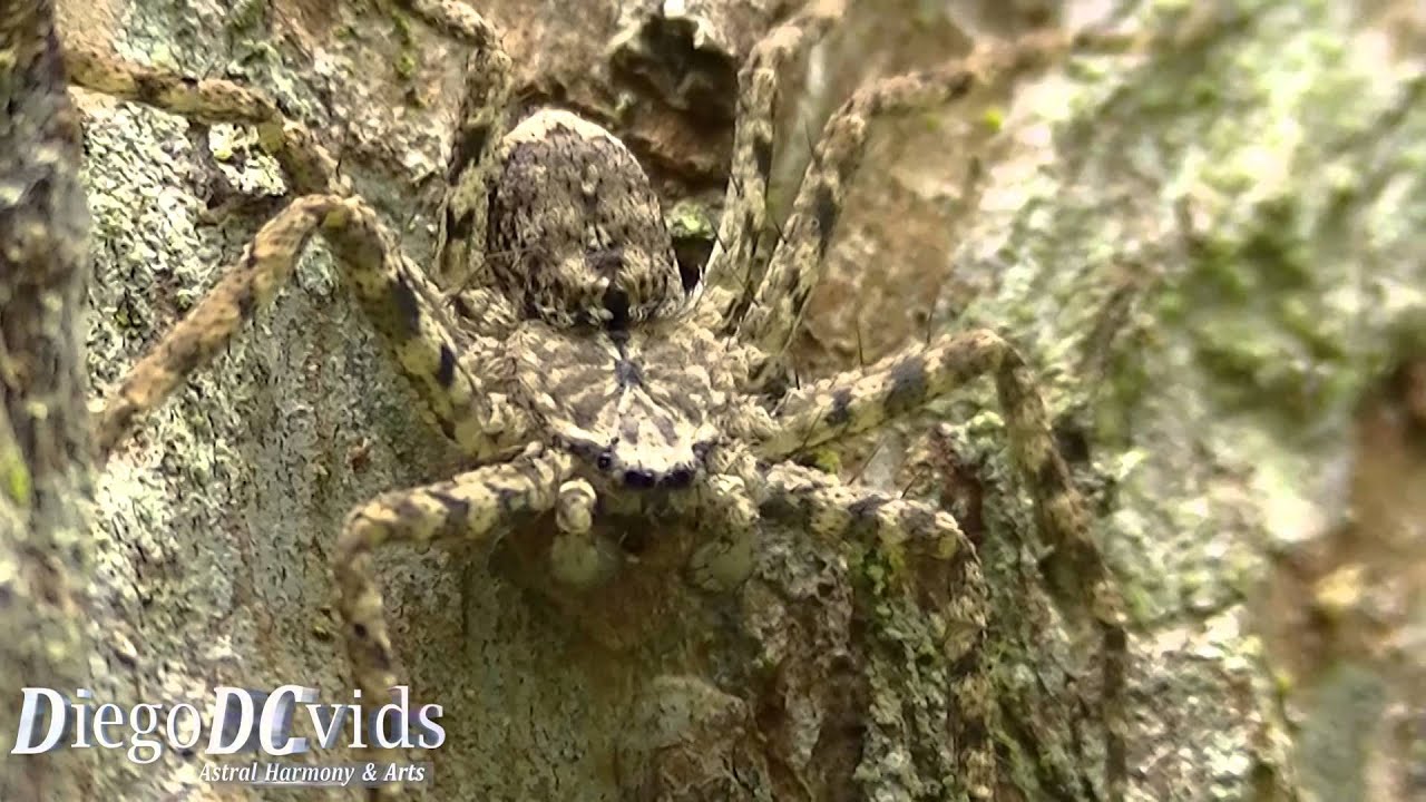Spider In Bark Tree Sparassidae Tree Trunk Spiders spider in bark tree sparassidae tree trunk spiders