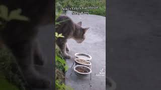 nikiscrazycathouse kitty cat cute funny lol love life live happy pets cats baby stray